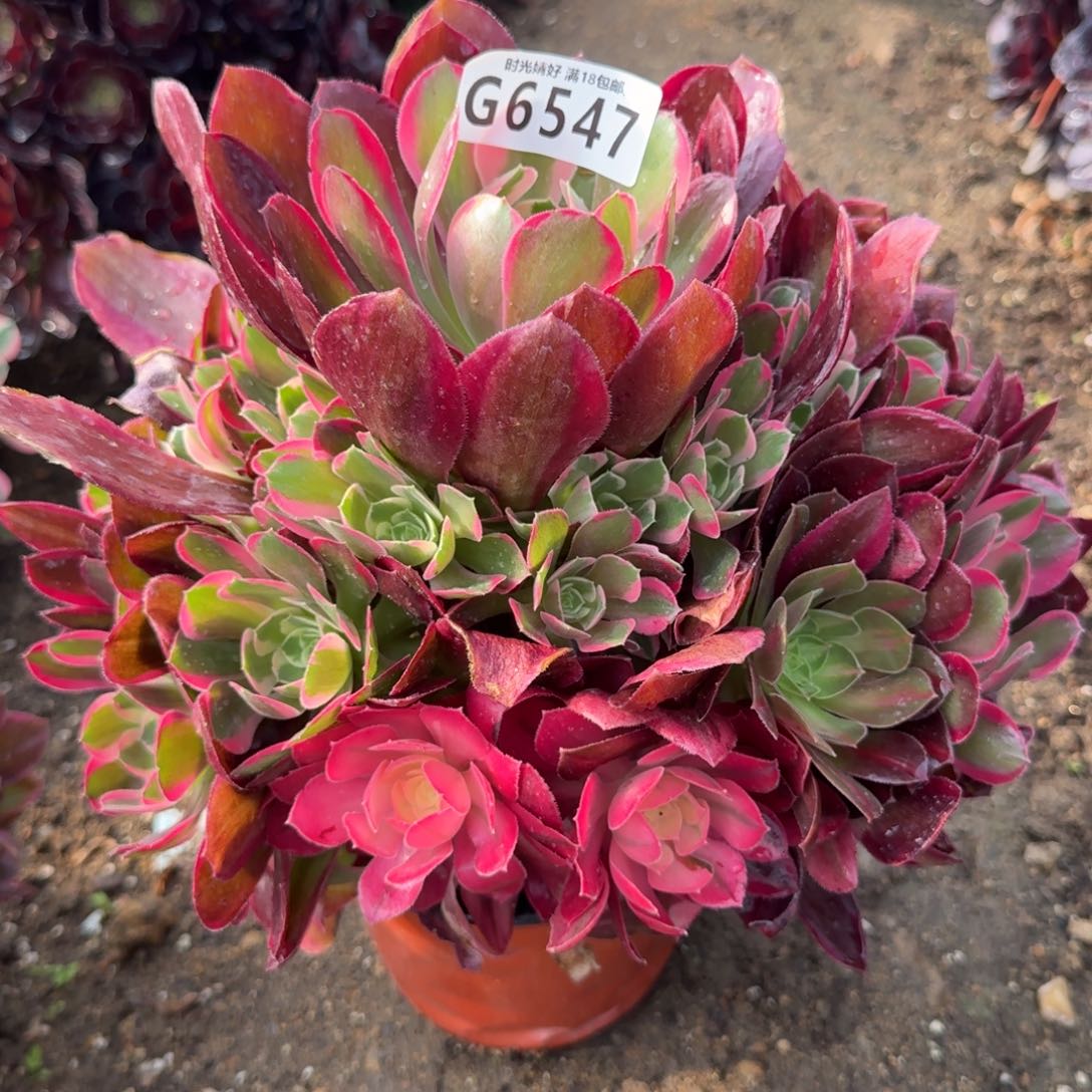 6547妖月。多肉植物