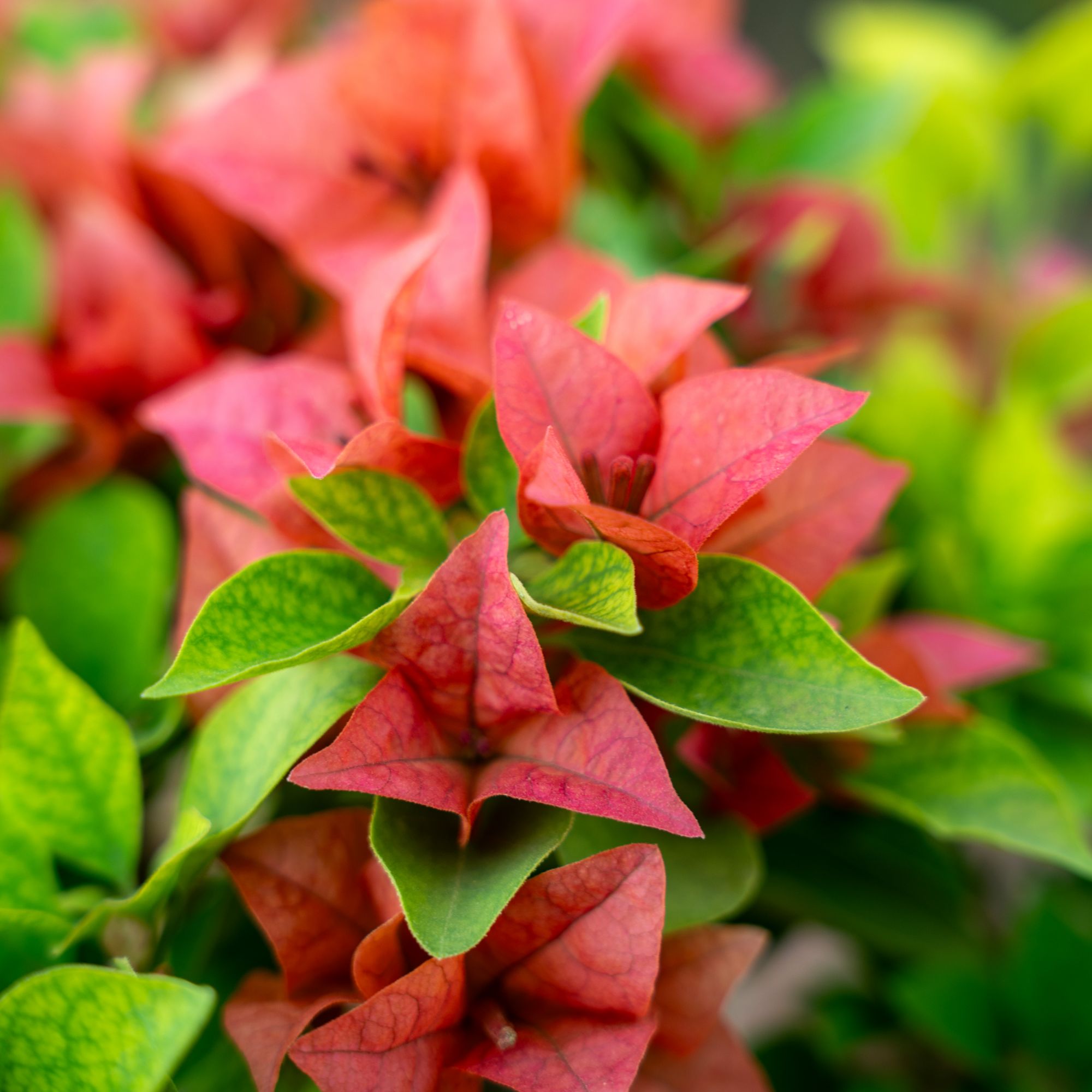 三角梅（佩德罗）勤花三角梅原盆原土庭院阳台盆栽