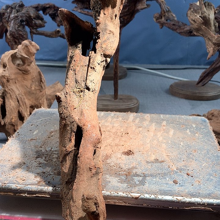 黄花梨/降香黄檀莫****生