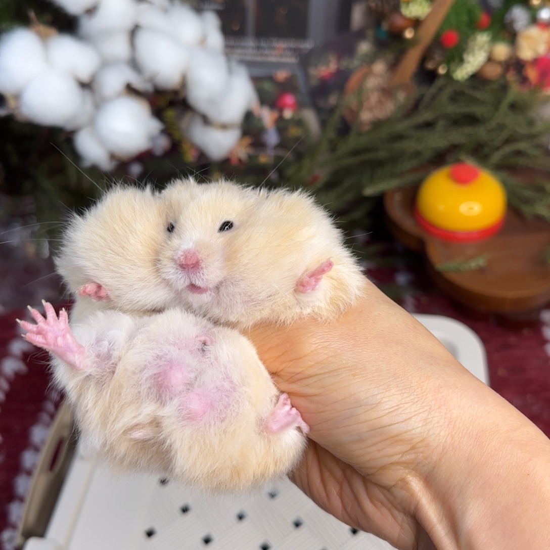 面纹黄弟弟11.08生日