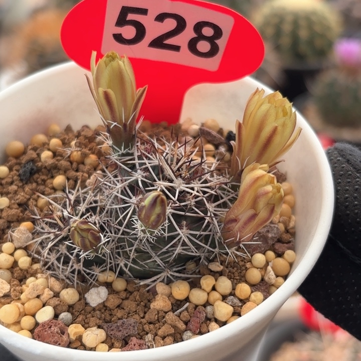 仙人球实生达氏青花虾