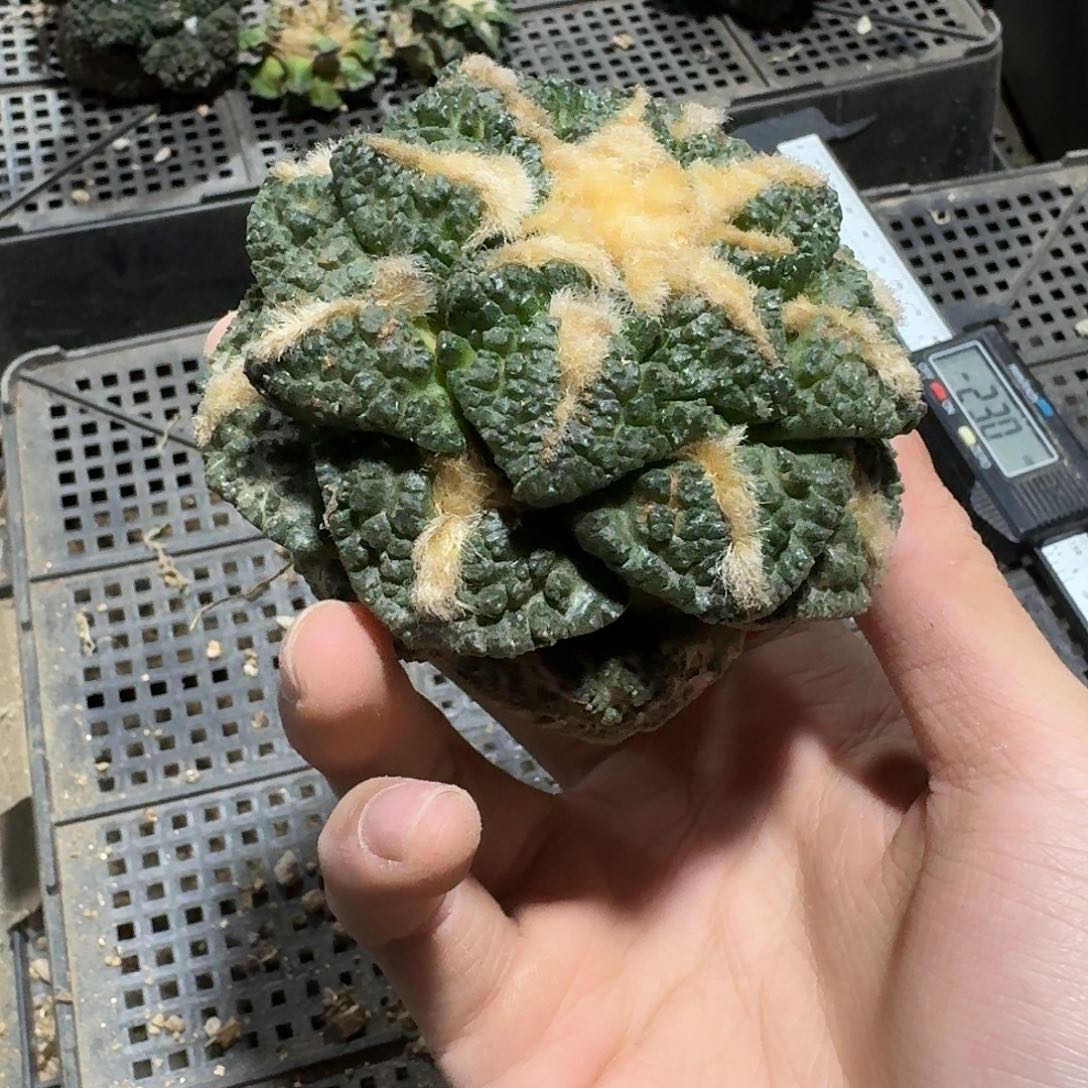 239号仙人球小萝卜根