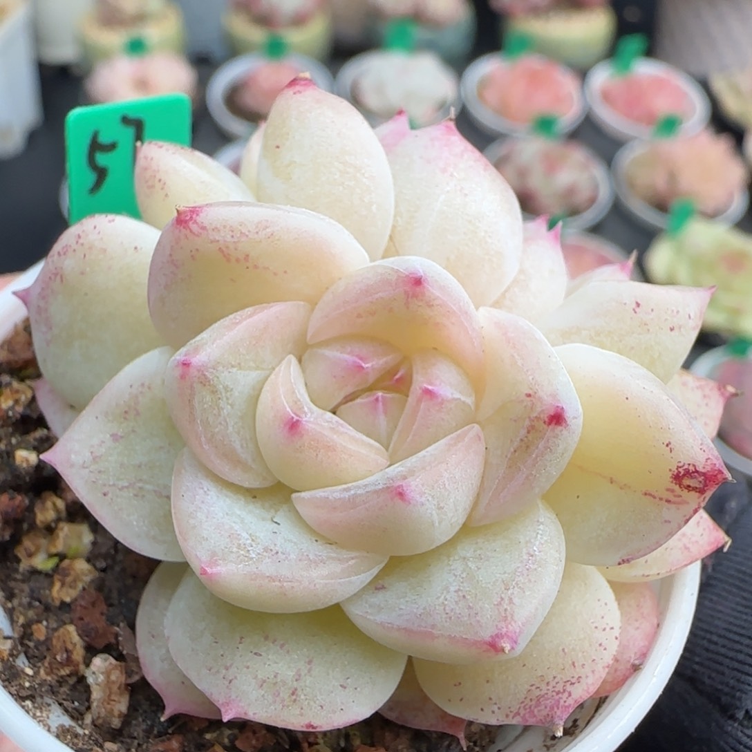 多肉57  糖心  5厘米盆h