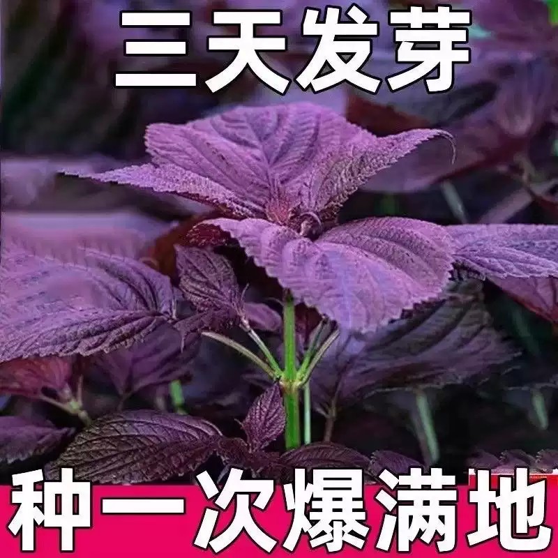 【全场满5包包邮】四季食用紫苏种子大叶紫苏种子紫苏菜秋冬季庭院