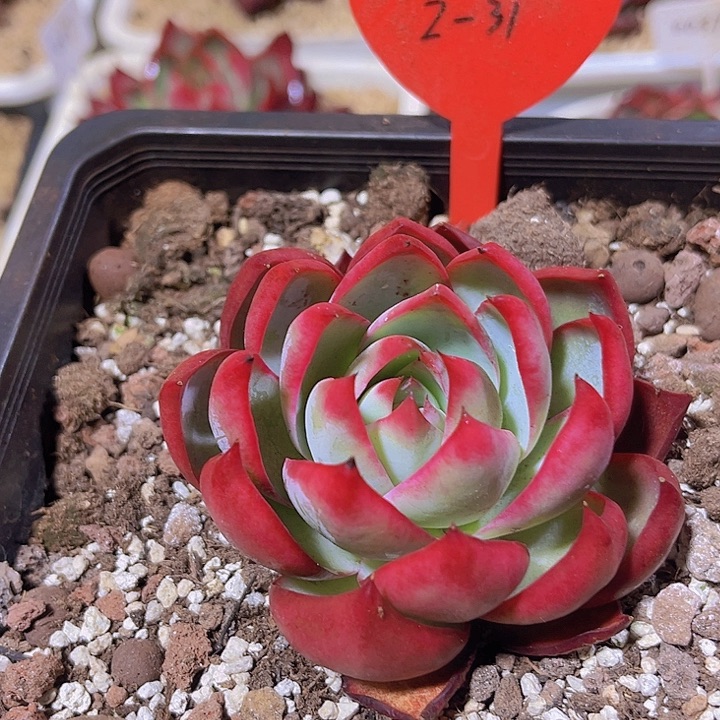 惊鸿仙子多肉植物2-31