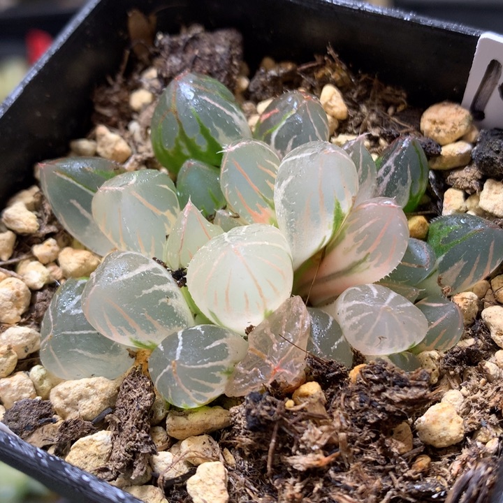 oh玉露锦带盆土发货