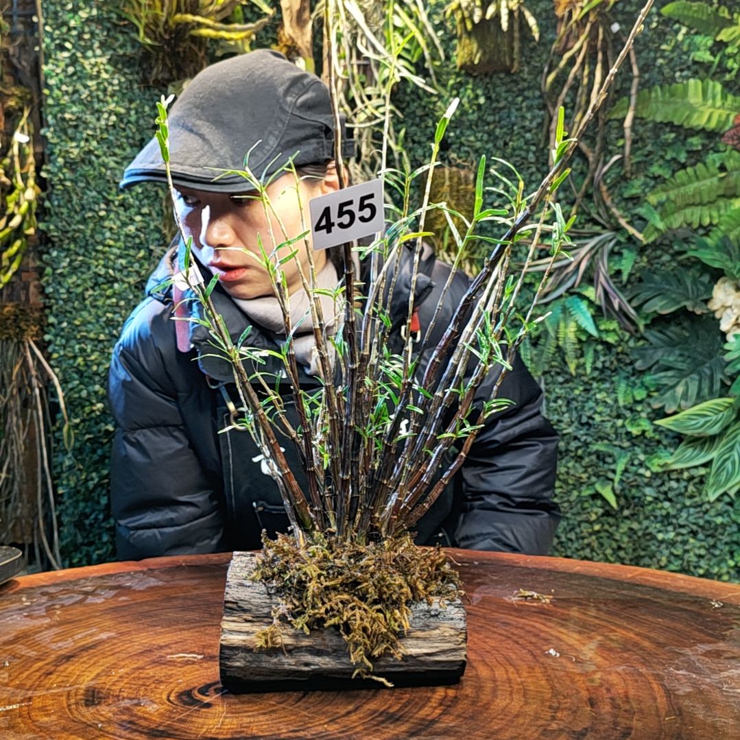 【闪购商品】455姬竹叶花