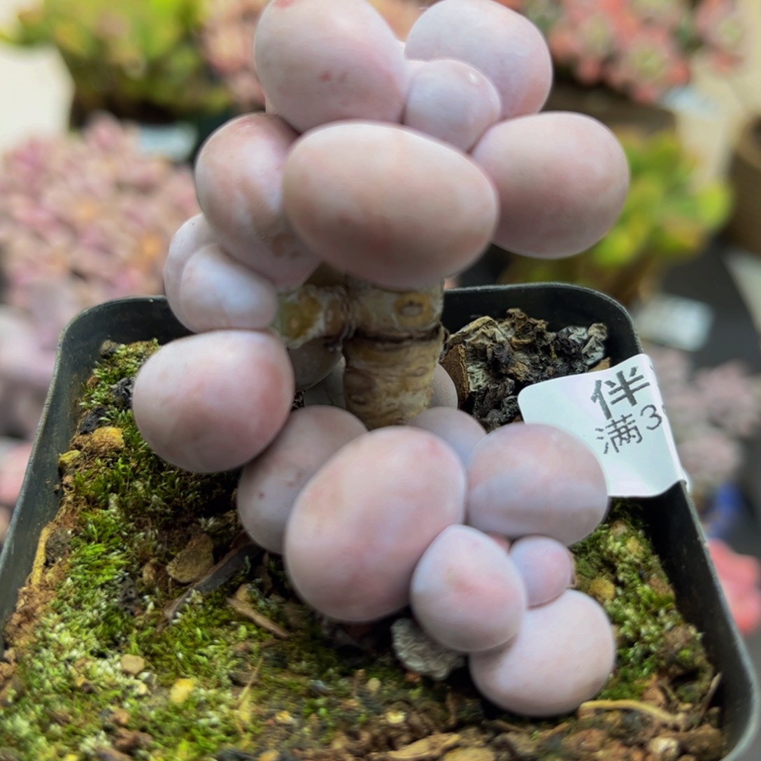 471/5cm芭比奶酪多肉植物