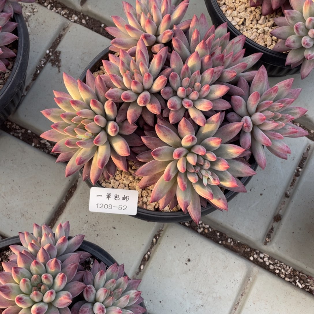 风***淡1209-52-如烟。。。。。。。。。。