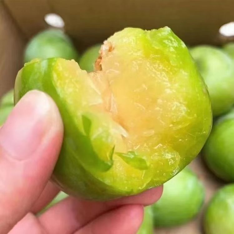 现摘现发脱骨李青奈李空心当季吃树上熟f