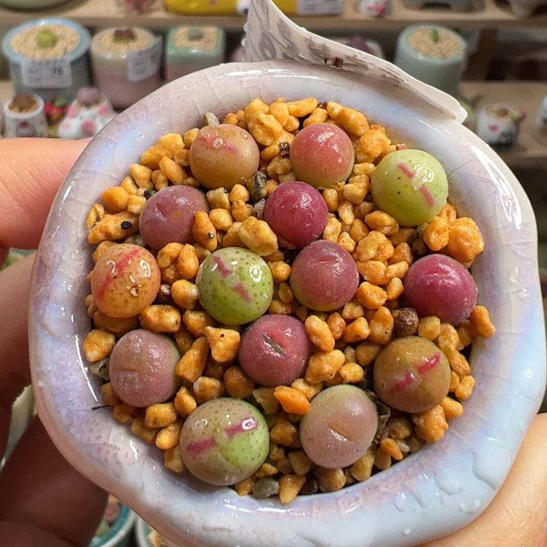多肉植物192号少将毛翠滴