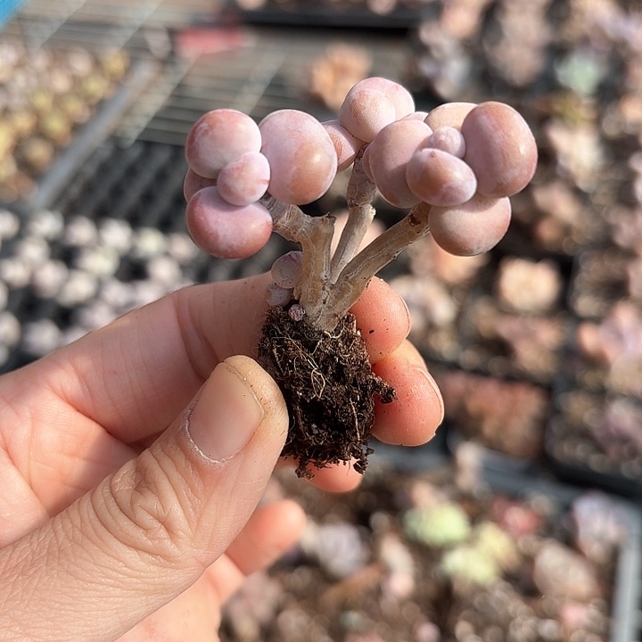 眯*n b v c g g h h 299