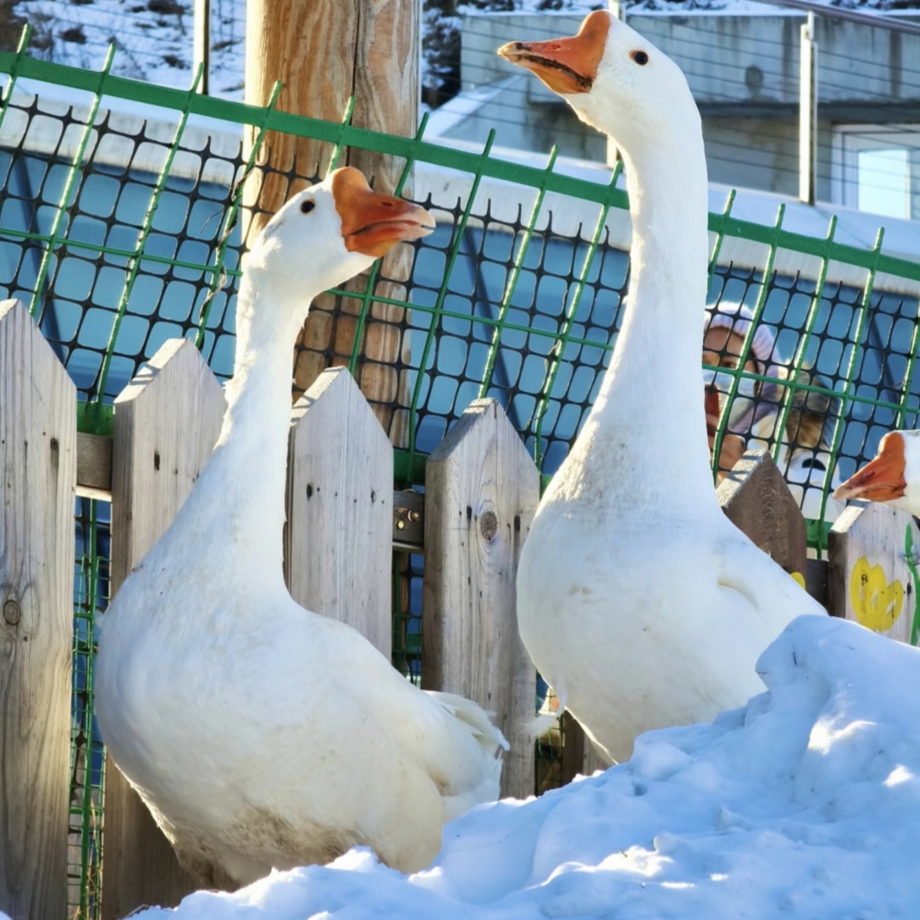 【顺丰】东北散养大鹅铁锅炖大鹅生土鹅保留鹅肝鹅胗6.5-7斤