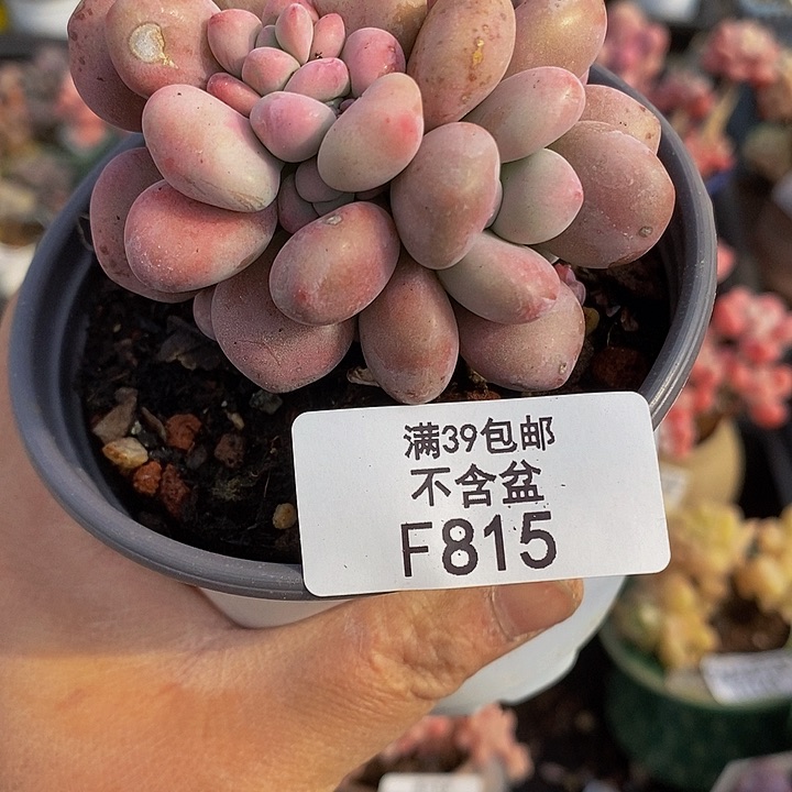 桃蛋树6cm815多肉植物