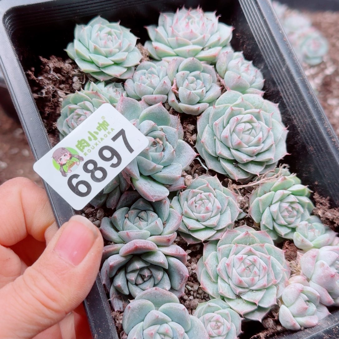 柚***~多肉植物多肉植物