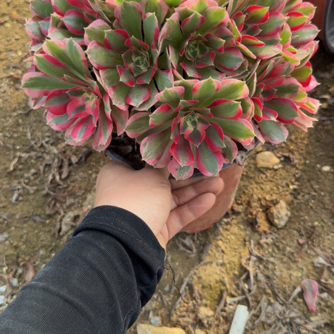 959妖月。多肉植物