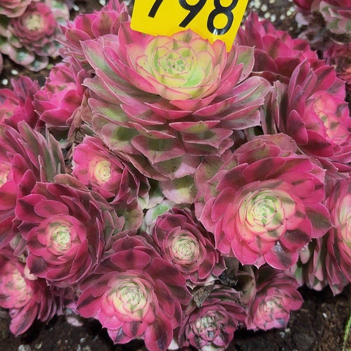 多肉植物福利798