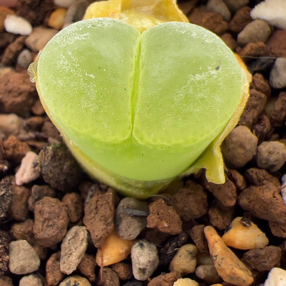 0149号极窗 多肉植物