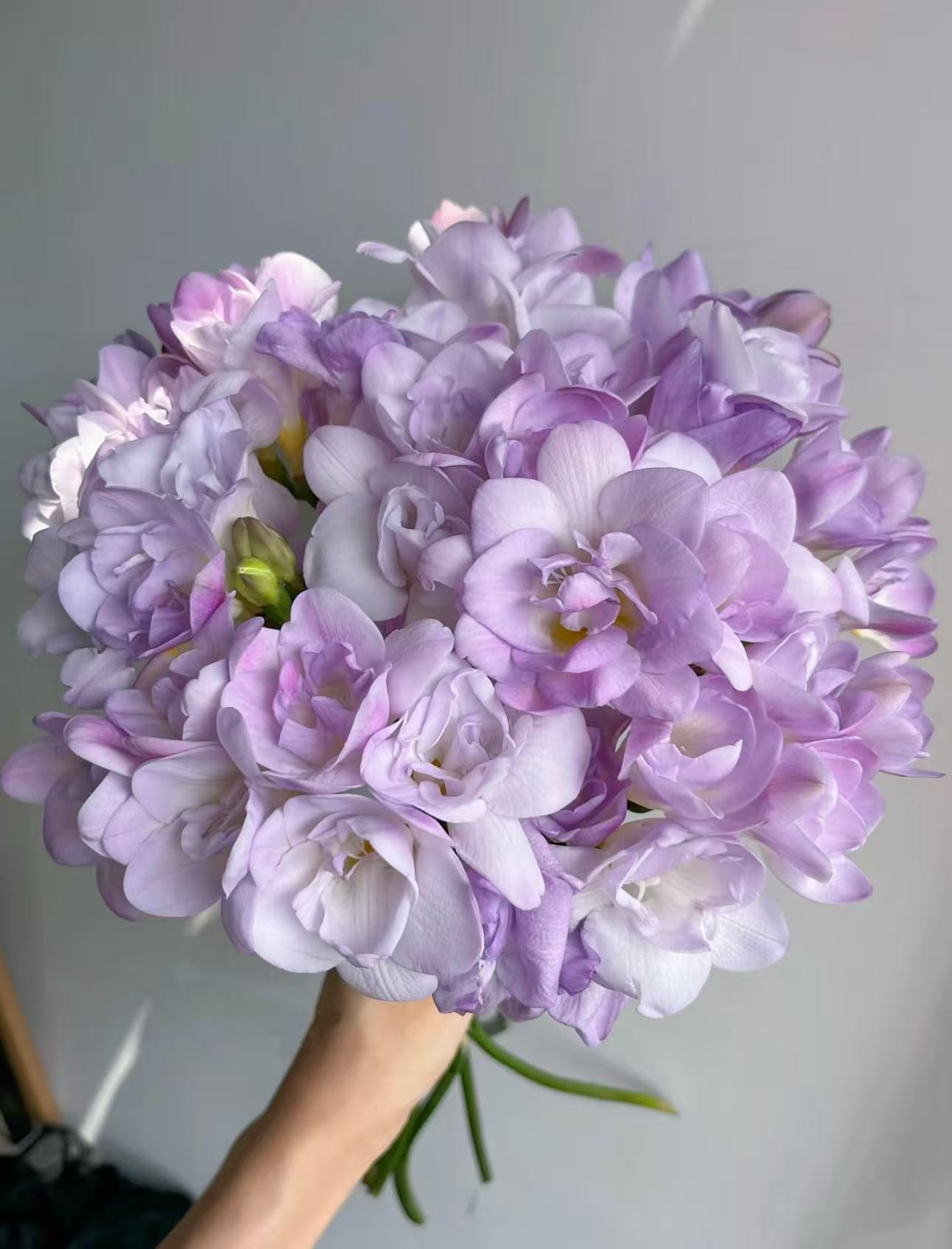【陌上花开】2扎卡丽斯香雪兰-草花（带包装深水醒花哦~）