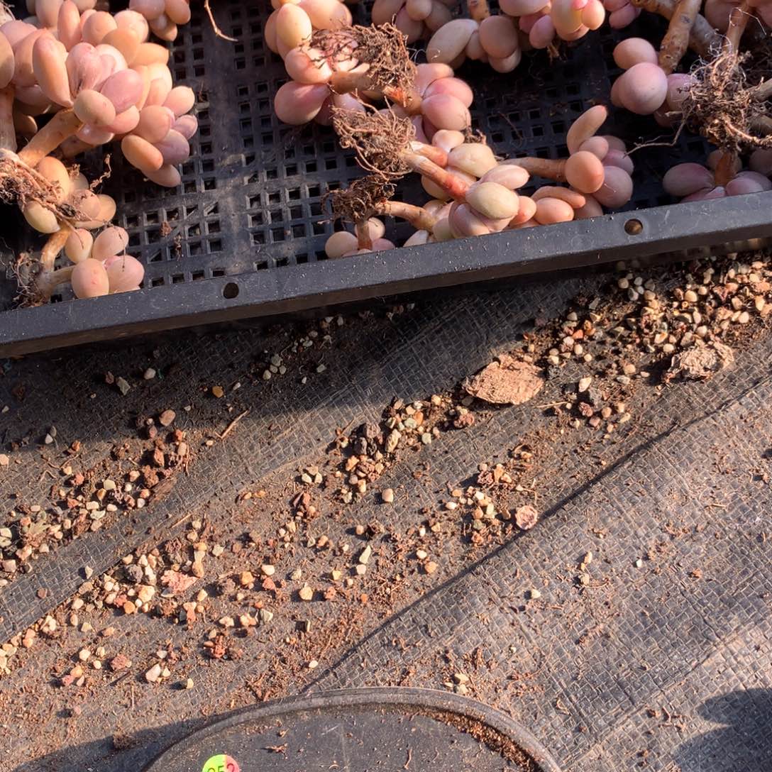 塔***呀花盆哈哈哈哈哈哈哈