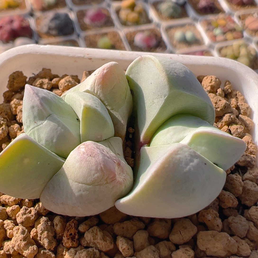 35多肉植物百科白魔