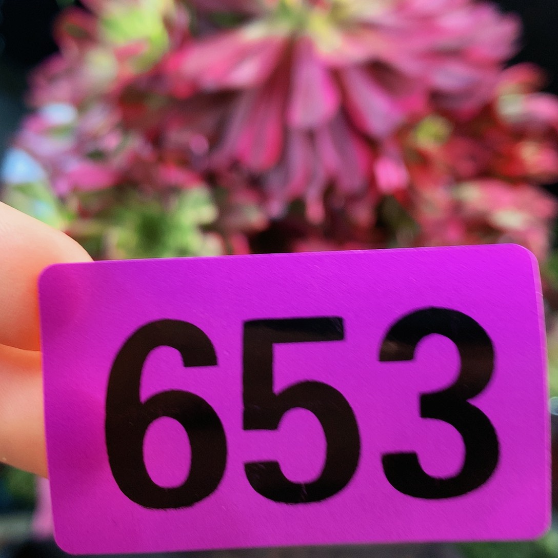 ssssssssssssssssssss653