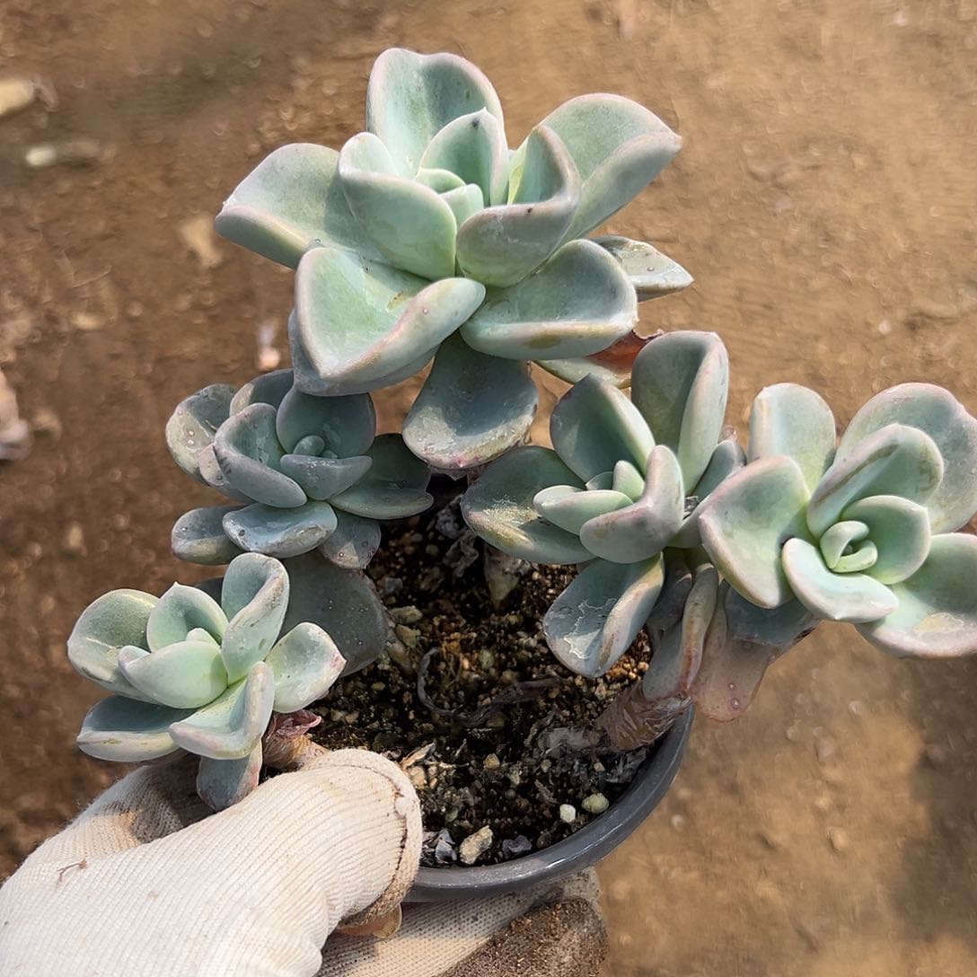 多破四座无言星欲稀植物植物