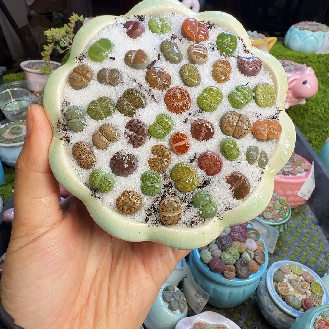 多肉植物福利冲1034