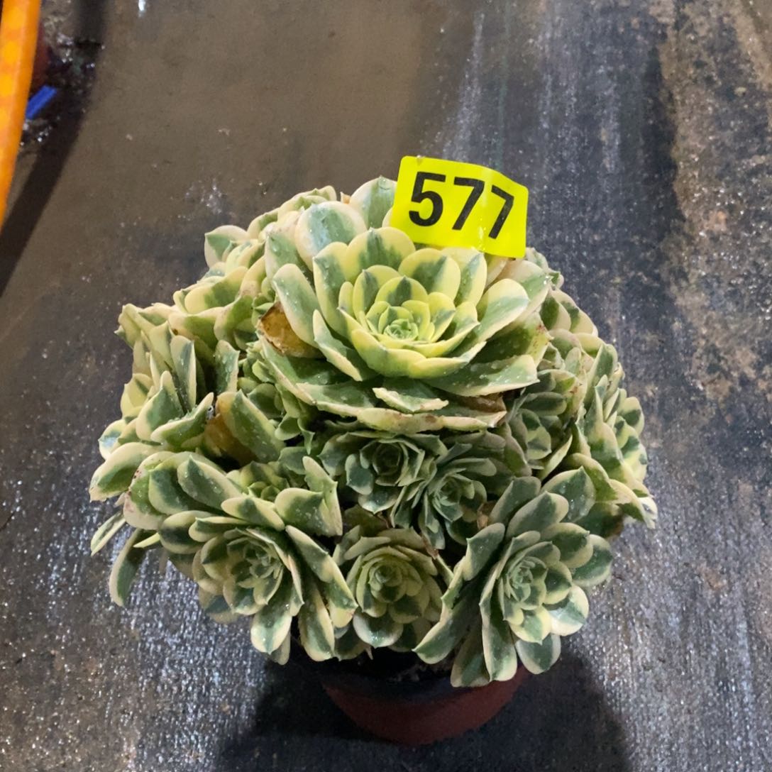 绿豆沙多肉法师577