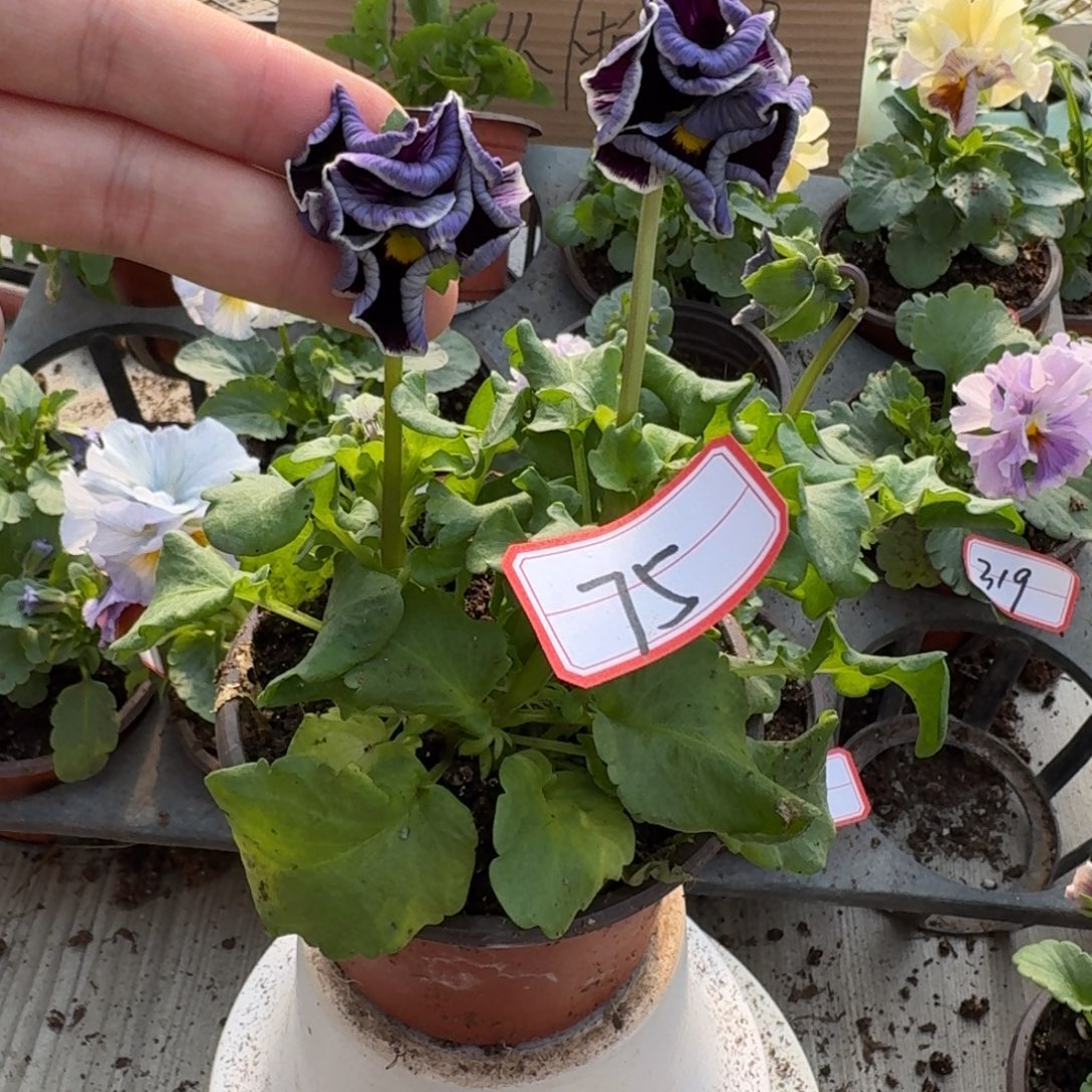 大部分花苞少量开放