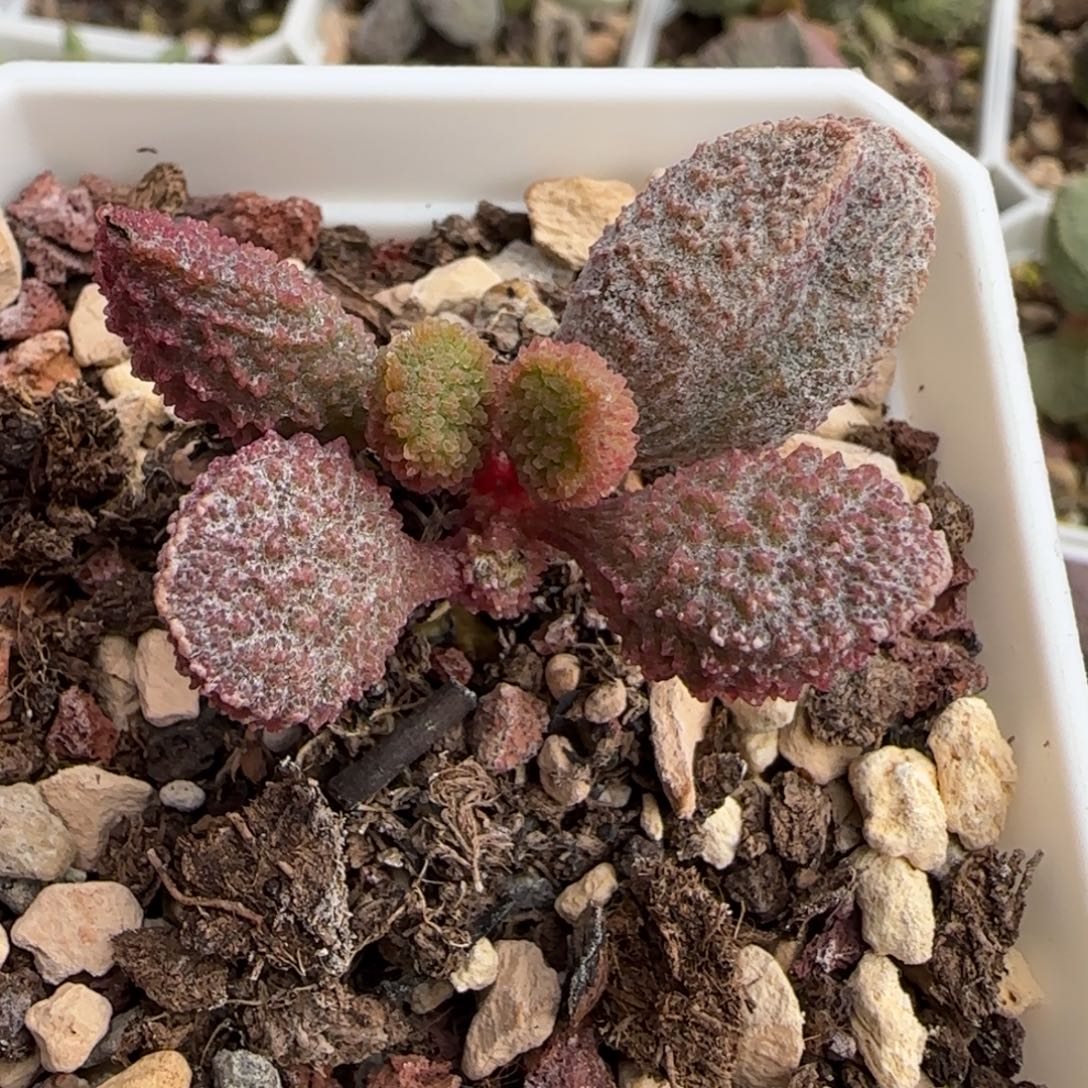 43号小叶猪舌水泡多肉