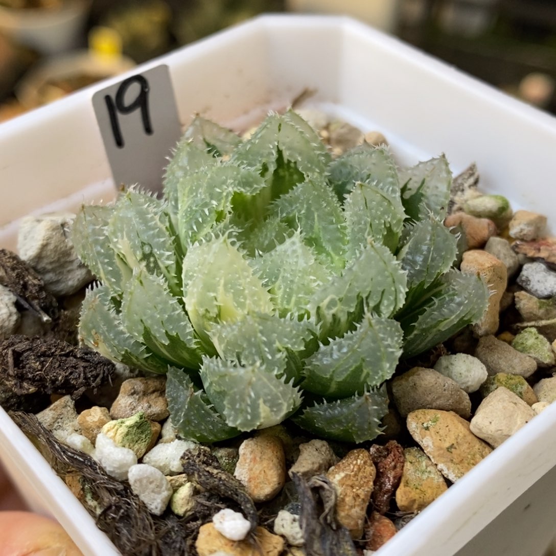 19号玄冰玉露锦锦