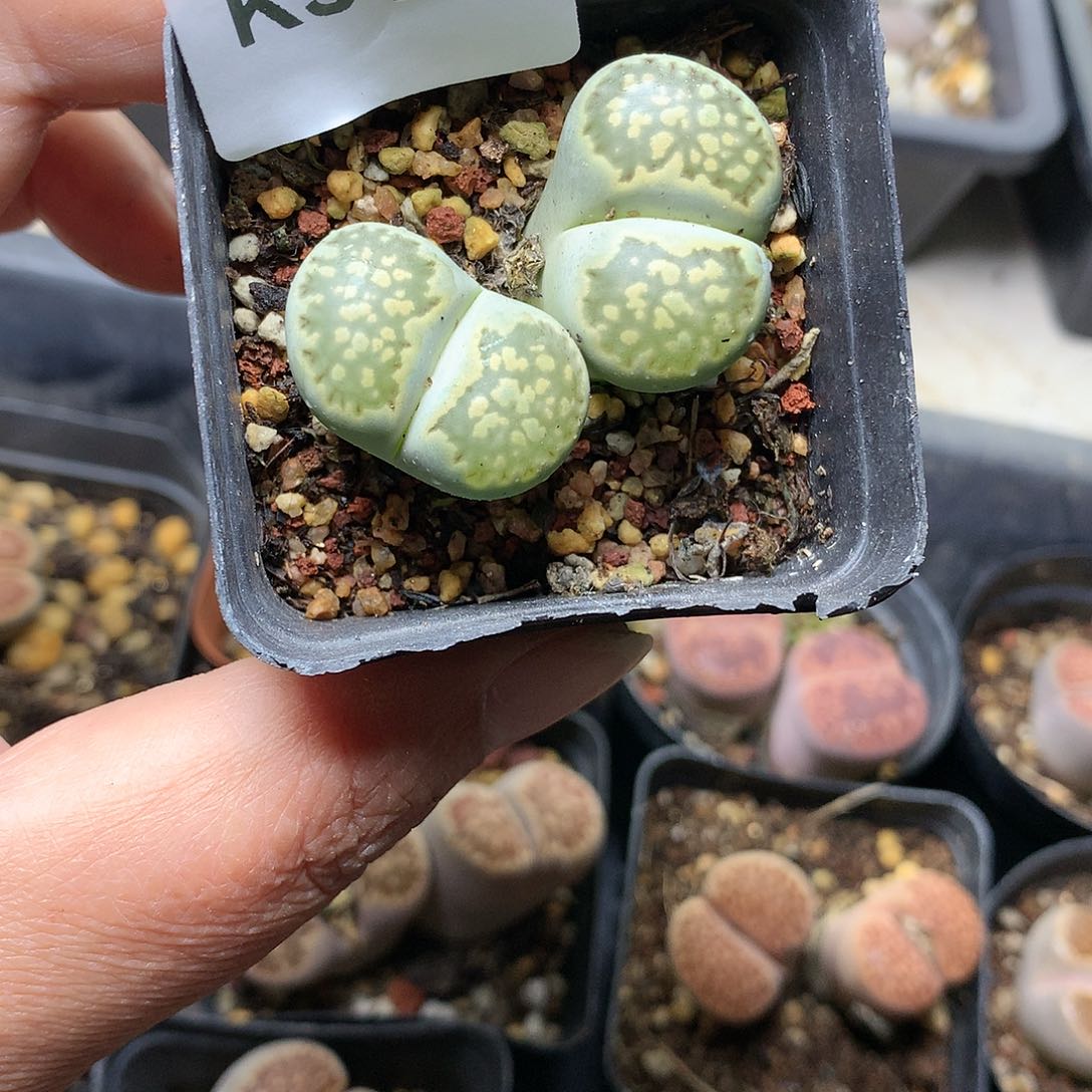 何***解K315多肉植物保护