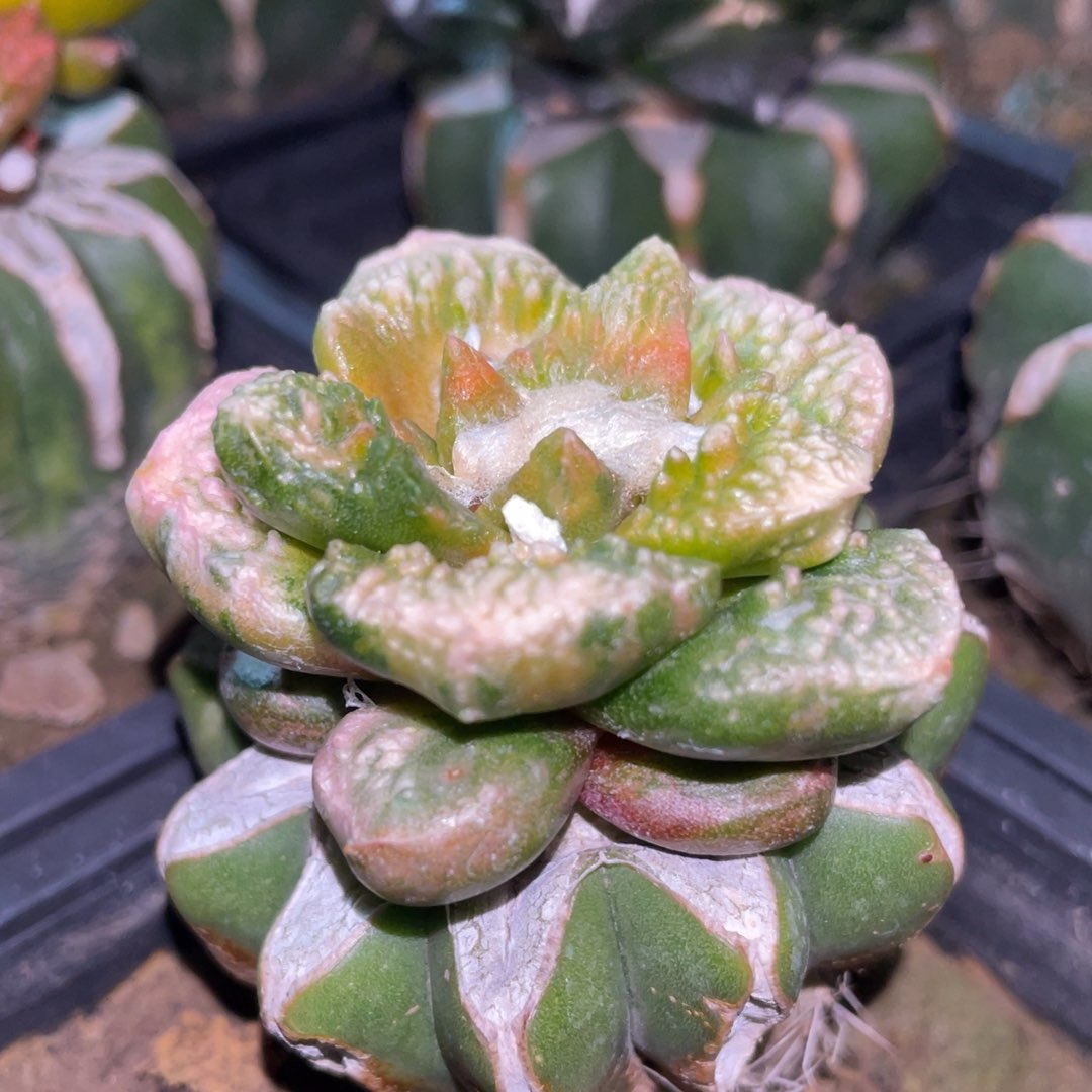 白蜡丸犹散斑拉丝纹锦菜花牡丹锦