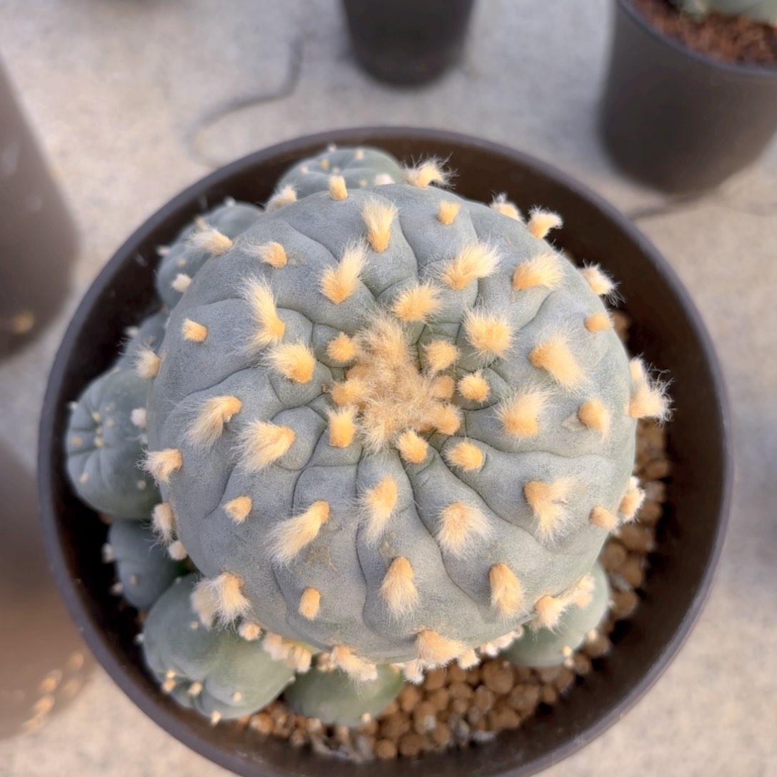 十三棱螺旋G g g g g g g