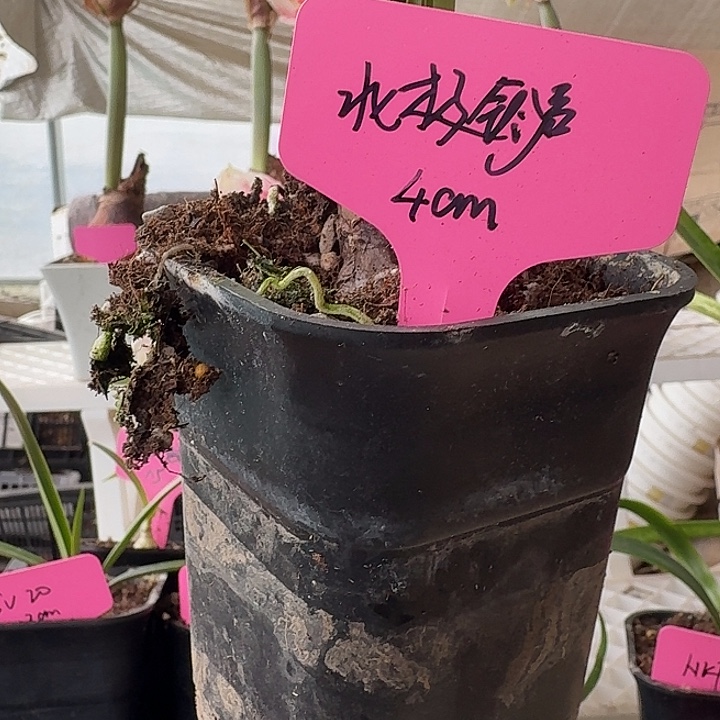 无花朵北极铃声朱顶红直径4cm