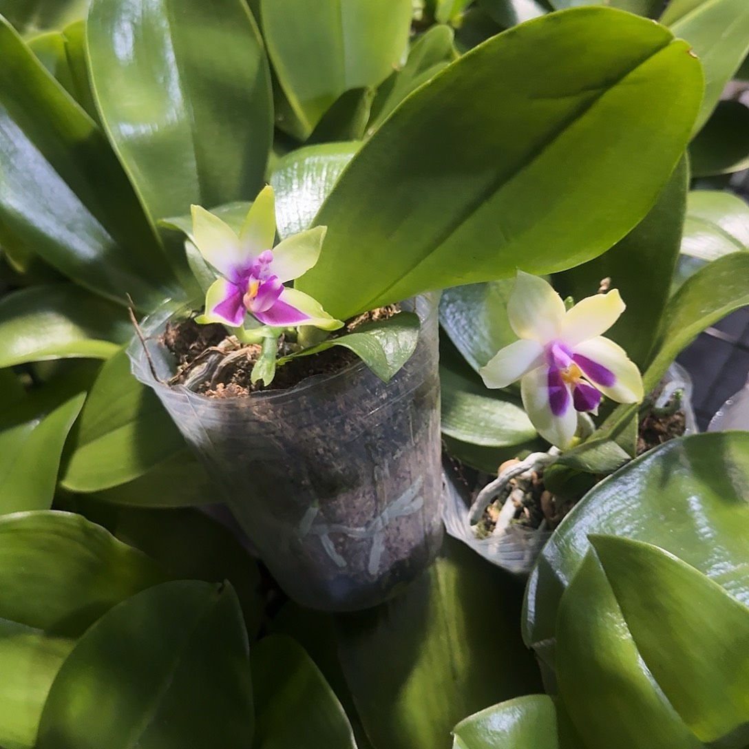 当前无花栽培后可以开花贝类2.8寸苗2颗一组