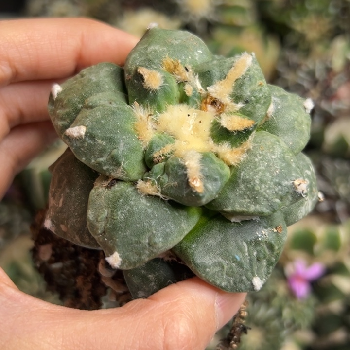 67 脱土带根发货