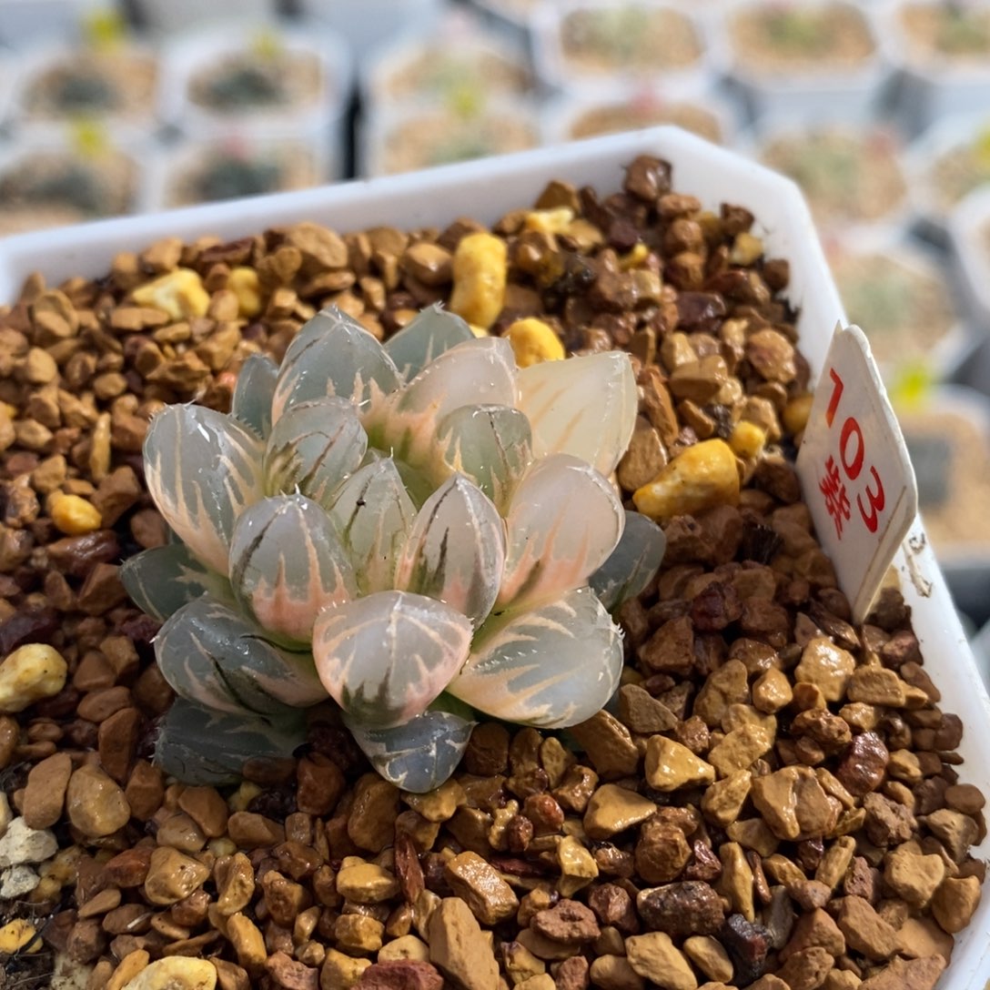 103霓虹灯变异玉露