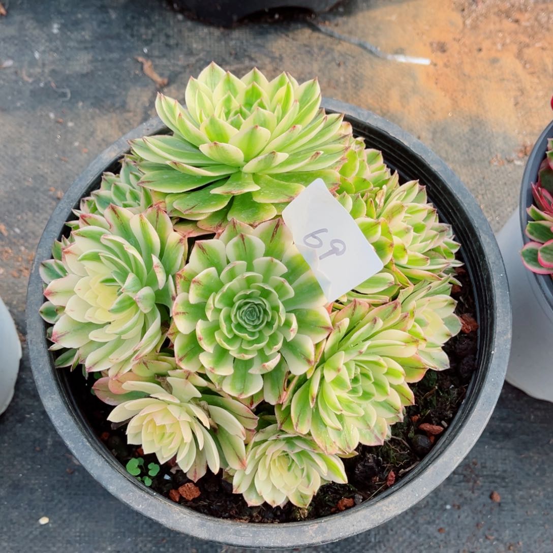 一物一拍多肉法师69