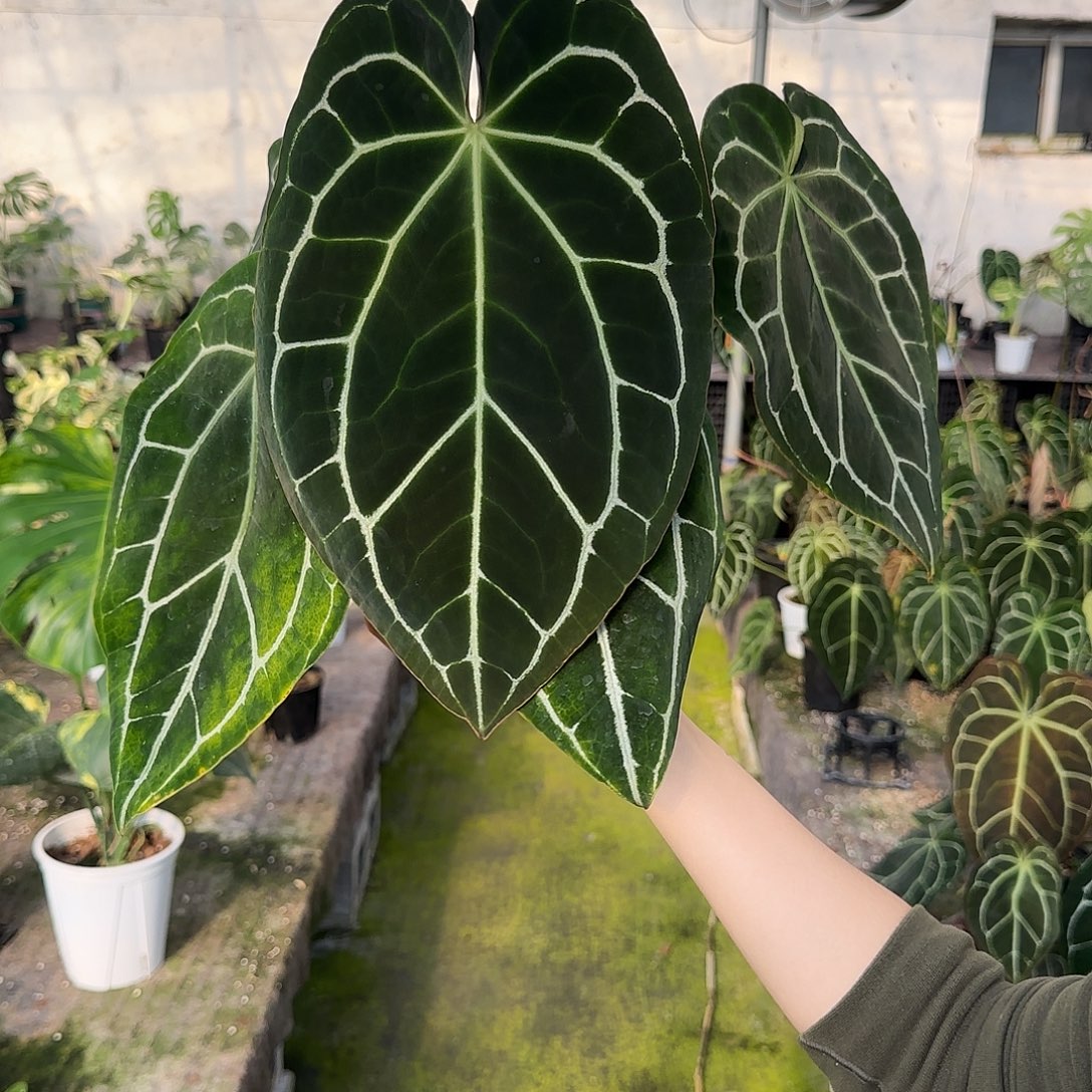 无花朵南美黑水晶