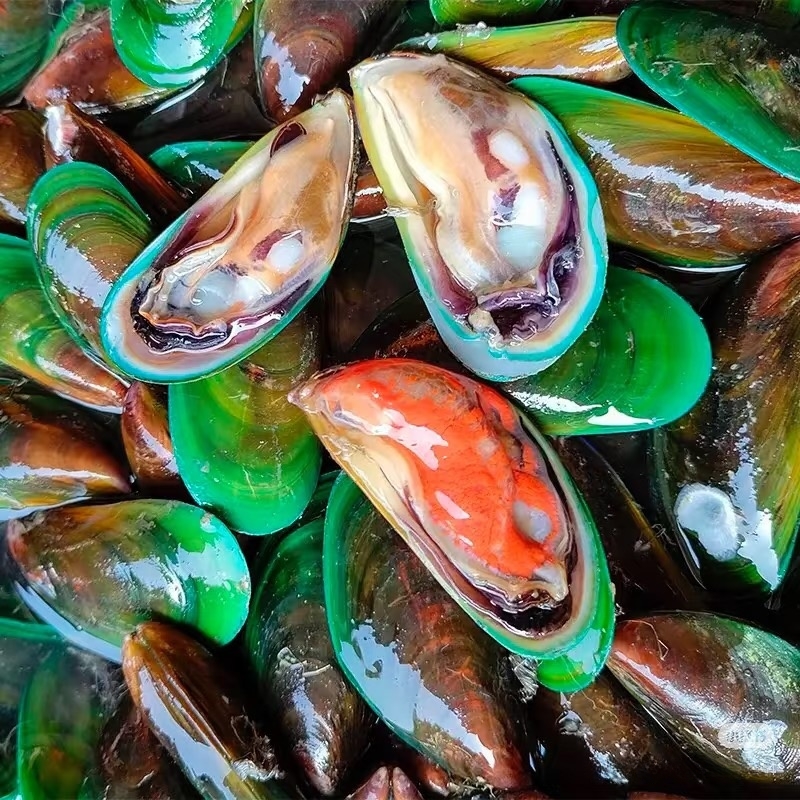 【鲜活】青口贝500g