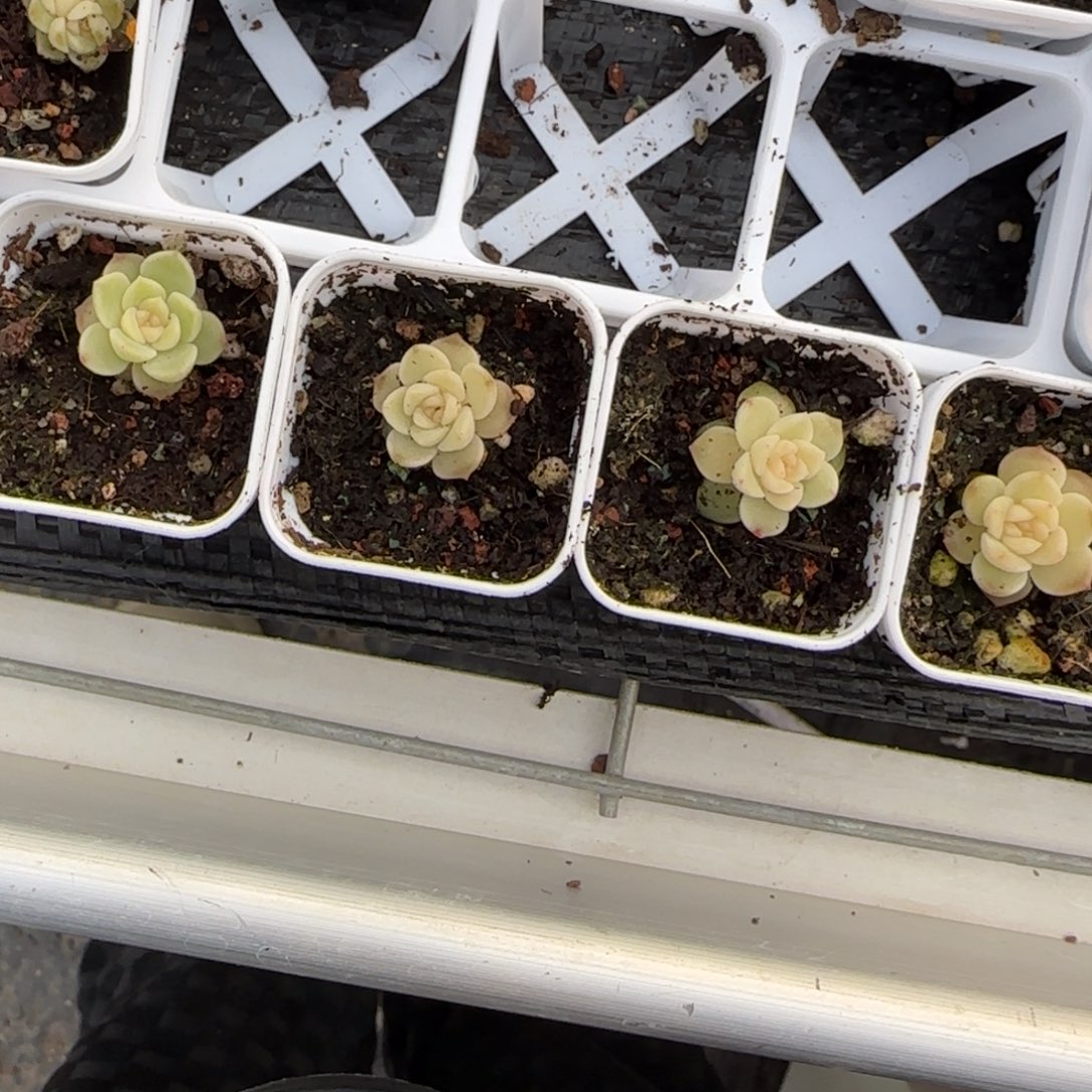 冰岛盆一个9床满25包邮