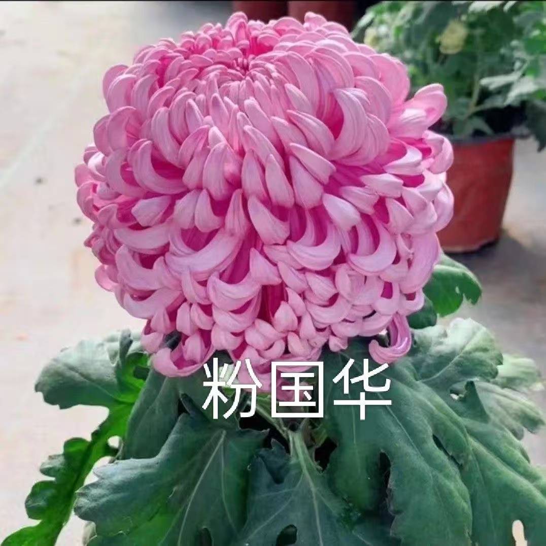 粉色国华菊花盆栽带花苞好养易活庭院阳台