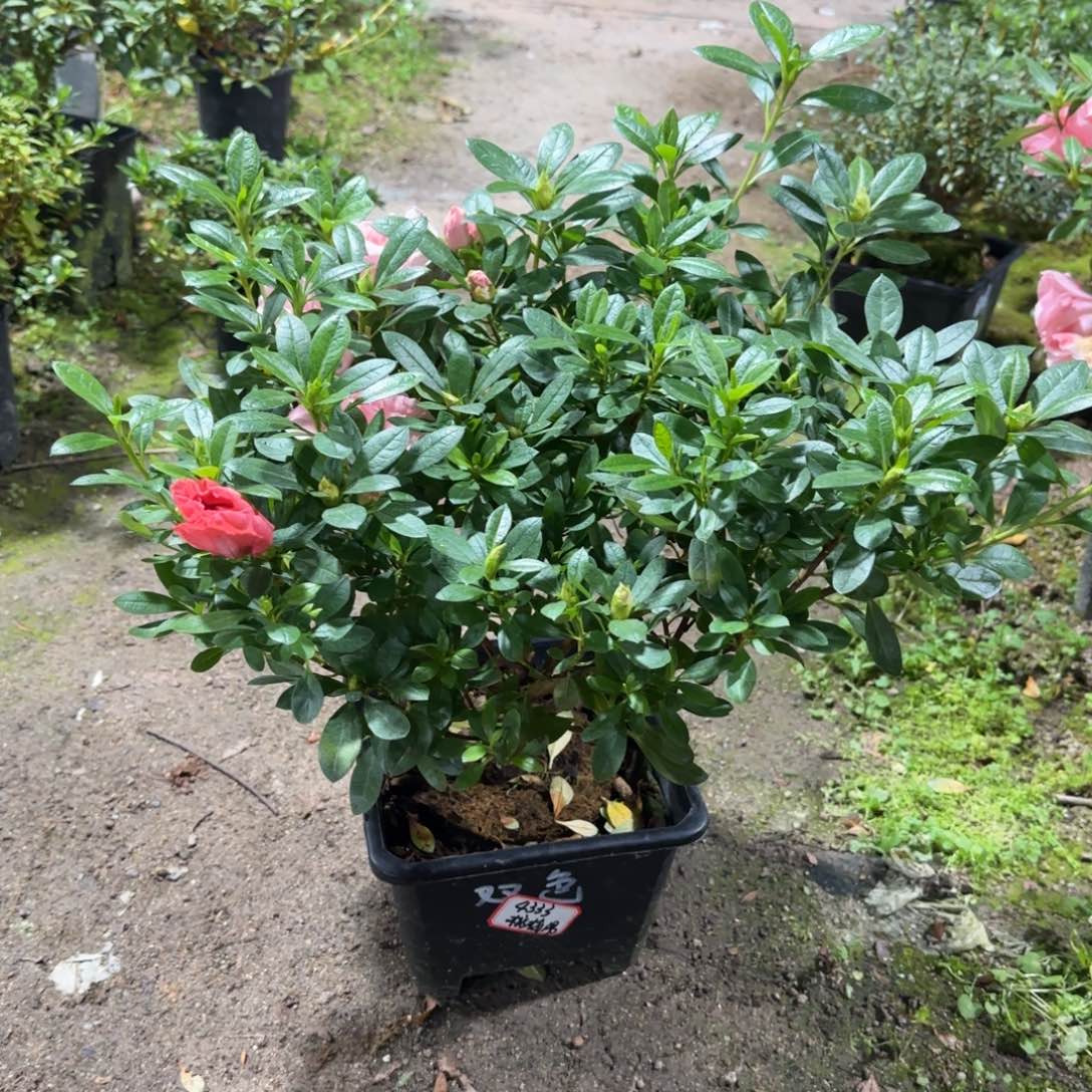 天***1完全开放桃梅锦杜鹃花杜鹃