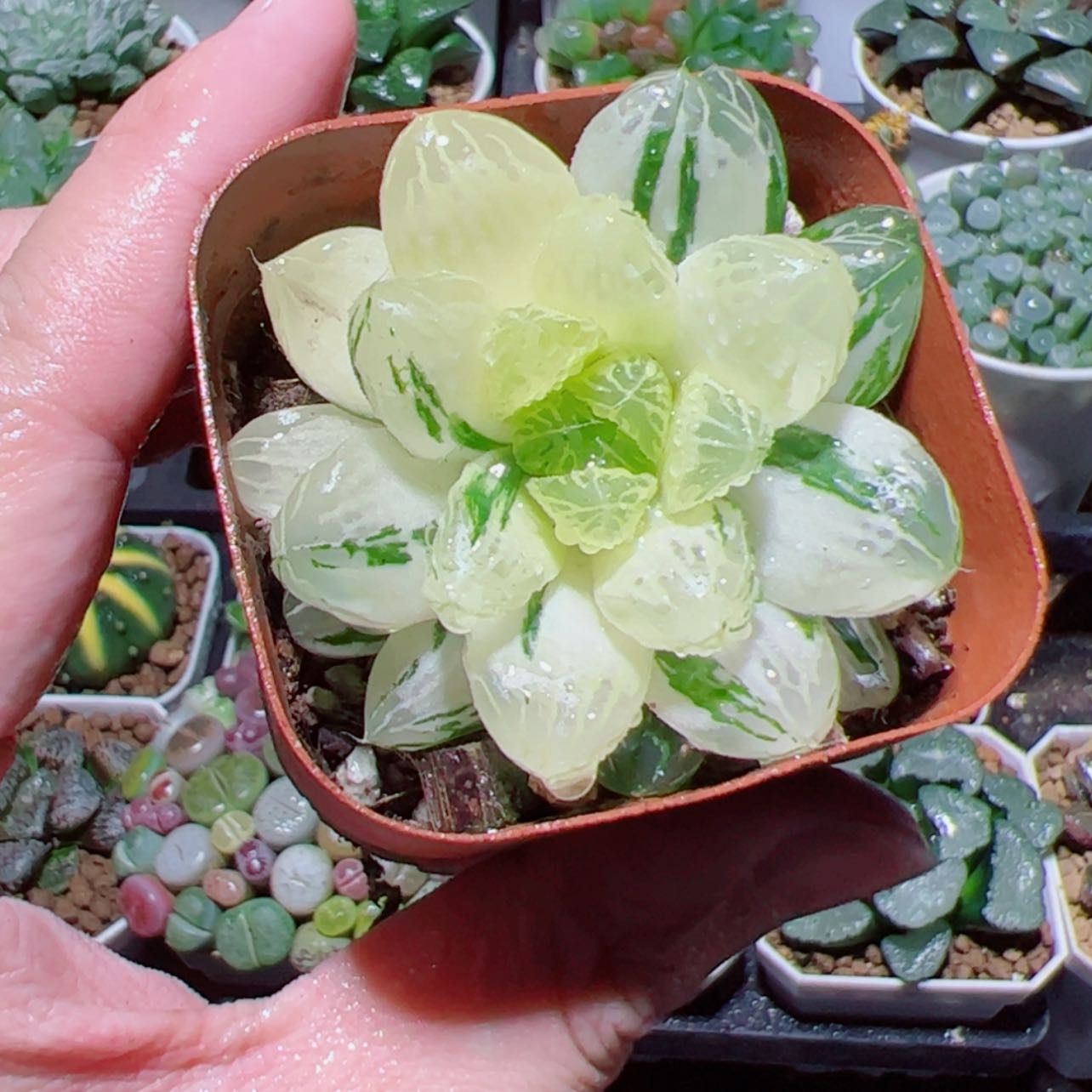 【闪购商品】苏州玉露锦