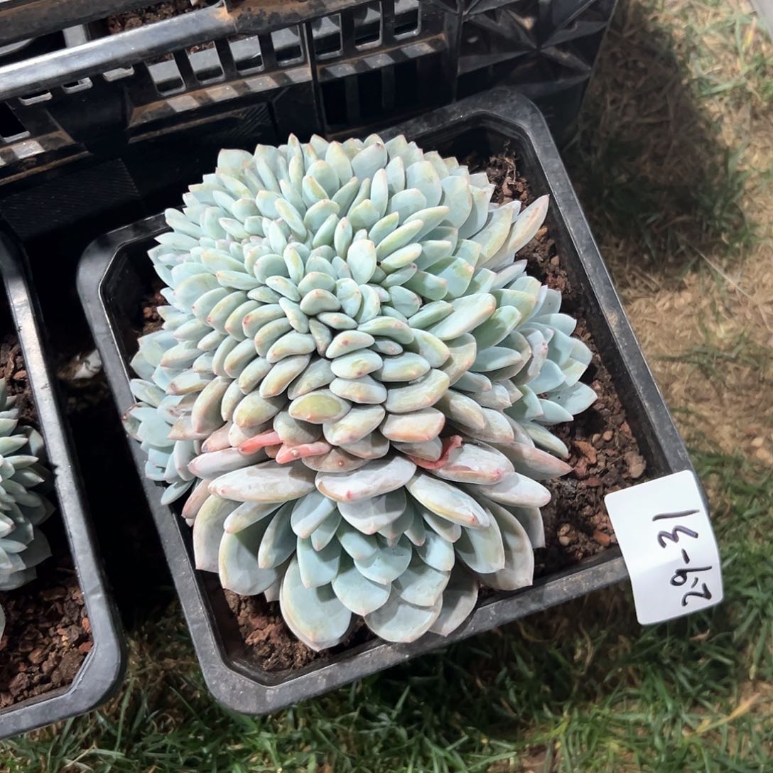 2.9-31橙子缀化多肉