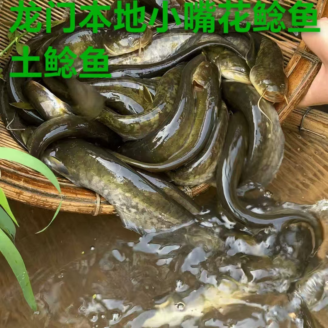 包活送到龙门本地土鲶鱼小溪鲶鱼花鲶鱼小嘴鲶鱼