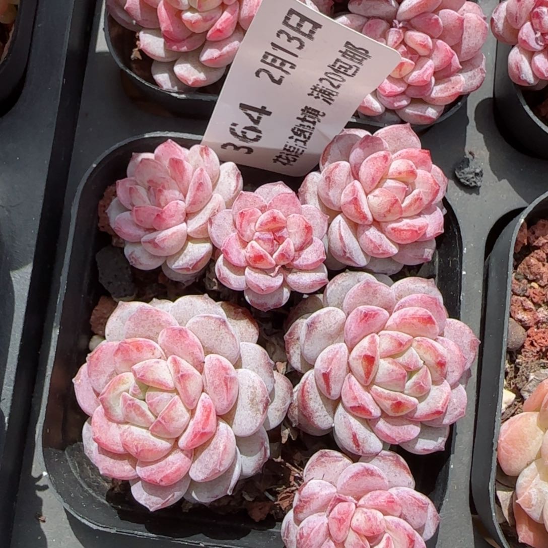 花语逸境0213-364