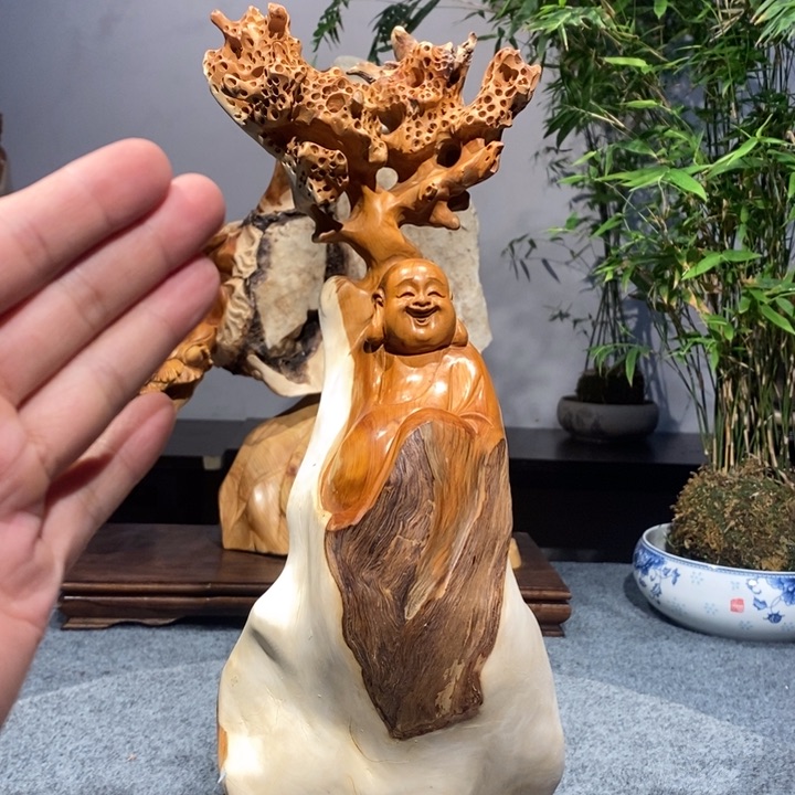 柏木（崖柏）太行崖柏